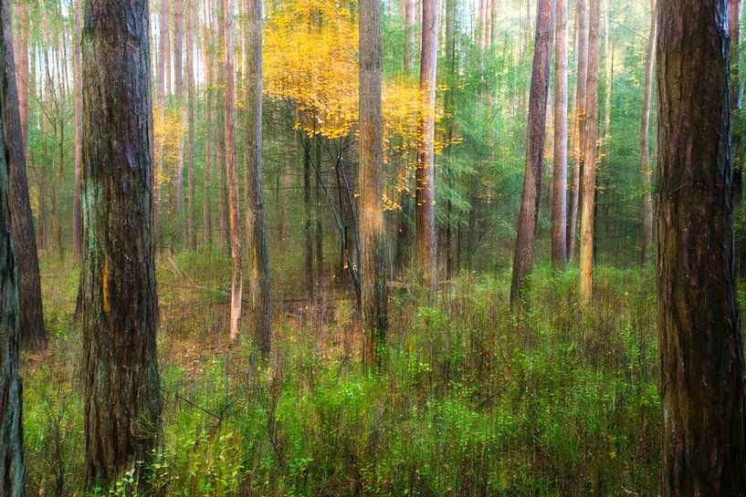 Bosimpressie van Willem Laros | Reis- en landschapsfotografie