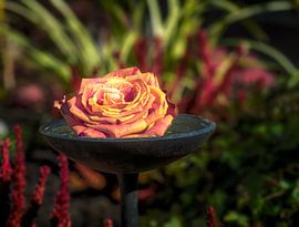 Rose blossom in a holy water bowl at the cemetery by ManfredFotos