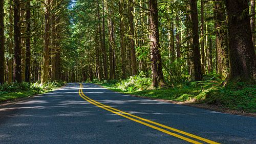 A road to the Hoh rainforest in Olympic National Park