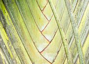Palm tree by Elles Rijsdijk thumbnail