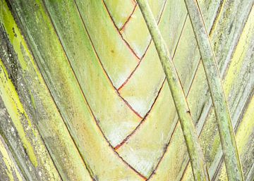 Palmboom van Elles Rijsdijk