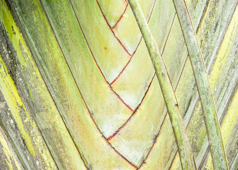 Palm tree by Elles Rijsdijk
