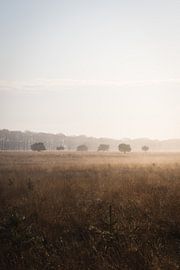 Bäume in einer Reihe