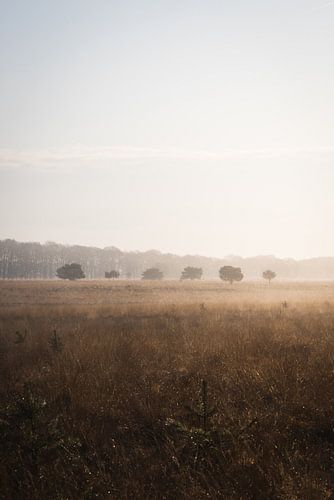 Bomen op een rij