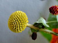Blume gelb