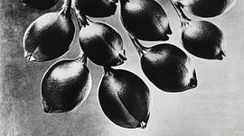 Nature in harmony by Franka Poulain