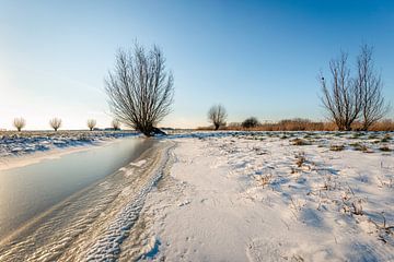 Wide winter landscape with a leaning pollard willow by Ruud Morijn