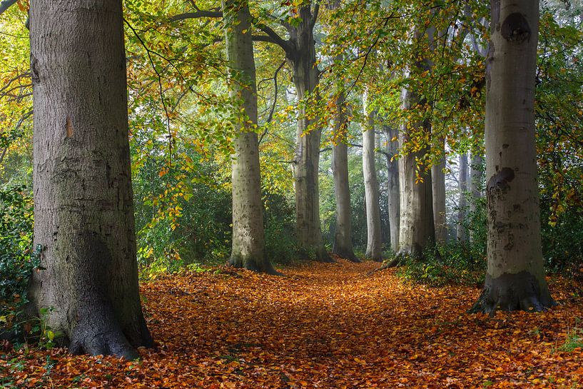 Autumn par Pim Leijen