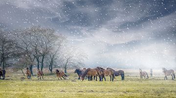 Exmoor-Ponys auf der Wiese 13. von Marcel Kieffer