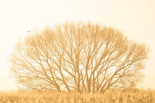 Gegenlicht in der goldenen Stunde von Erik Veldkamp