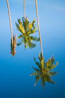 Mirrored palm trees