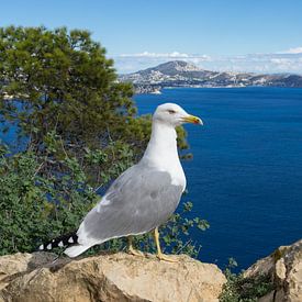 Seemöwe beobachtet das Mittelmeer und die Küste von Montepuro