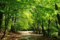 forest by Ostsee Bilder thumbnail
