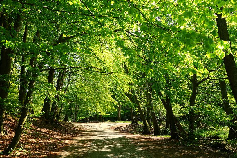 forest by Ostsee Bilder