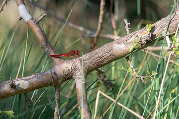 Libellule de feu rouge vif (mâle) sur une branche sur fond vert tendre
