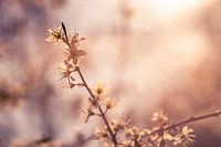 Zarte Frühlingsblüte im Sonnenlicht