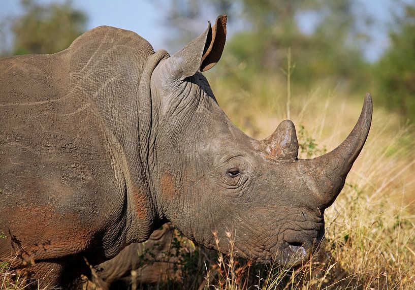 Rhino - Africa wildlife by WiWo