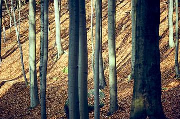 Dense deciduous forest in autumn in Saxon Switzerland