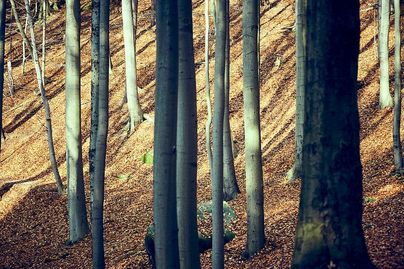 Forêt dense de feuillus en automne en Suisse saxonne par Michael Moser