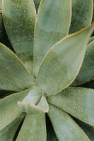 Portugal | Lisbonne | cactus | vert | jardin botanique