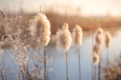 Lisdodde met zaadpluis langs de waterkant