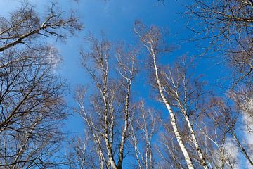 Birken und blauer Himmel