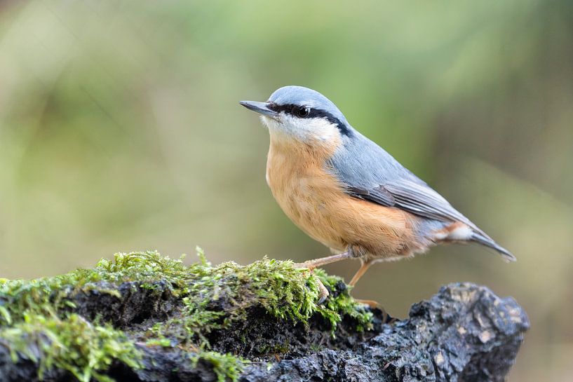 Boomklever in het bos van Melissa van der Wolde