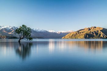Wanaka Tree