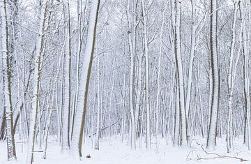De Strubben-Kniphorstbosch - Schipborg - Drenthe (Pays-Bas)