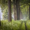 Mistige Lenteochtend in Noord-Brabant van Zwoele Plaatjes