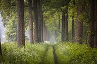 Nebliger Frühlingsmorgen in Nordbrabant