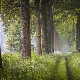 Mistige Lenteochtend in Noord-Brabant van Zwoele Plaatjes