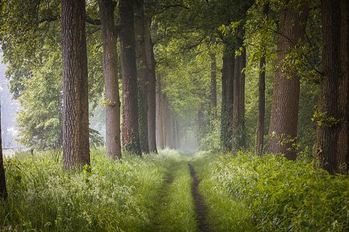 Nebliger Frühlingsmorgen in Nordbrabant von Zwoele Plaatjes