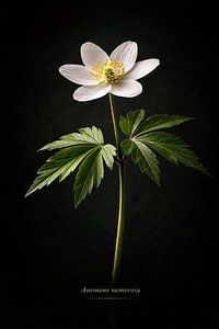 Bosanemoon. Anemone nemorosa.