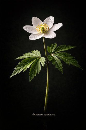 Bosanemoon. Anemone nemorosa. van Bert Quaedvlieg