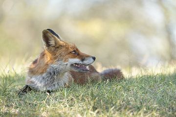 Uitrusten in het gras. van Steffie van der Putten