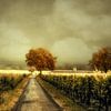Through the Vineyard by Lars van de Goor