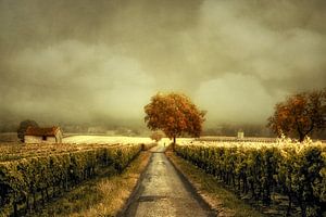 Spaziergang durch den Weinberg