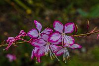 GAURA LINDHEIMERI 'ROSY JANE'