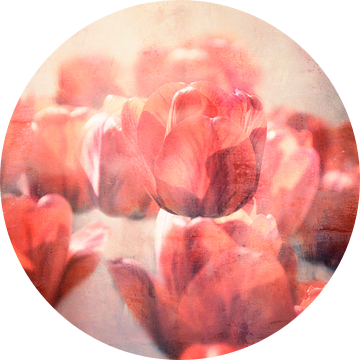 Rode tulpen van Claudia Moeckel