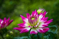 Bloeiende Dahlia