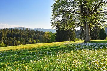 Frühlingserwachen im Allgäu von Andreas Föll