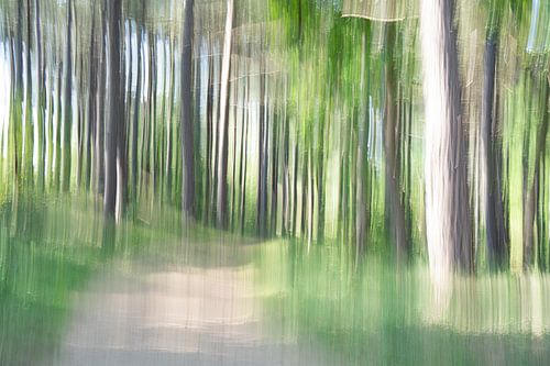 't Woud, een boswandeling.