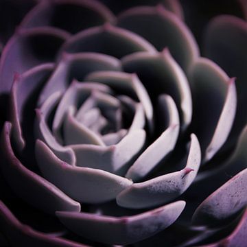 DARKSIDE OF SUCCULENTS II-2