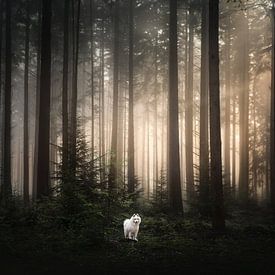 Foggy sunrise by Nanuq Dog Photography