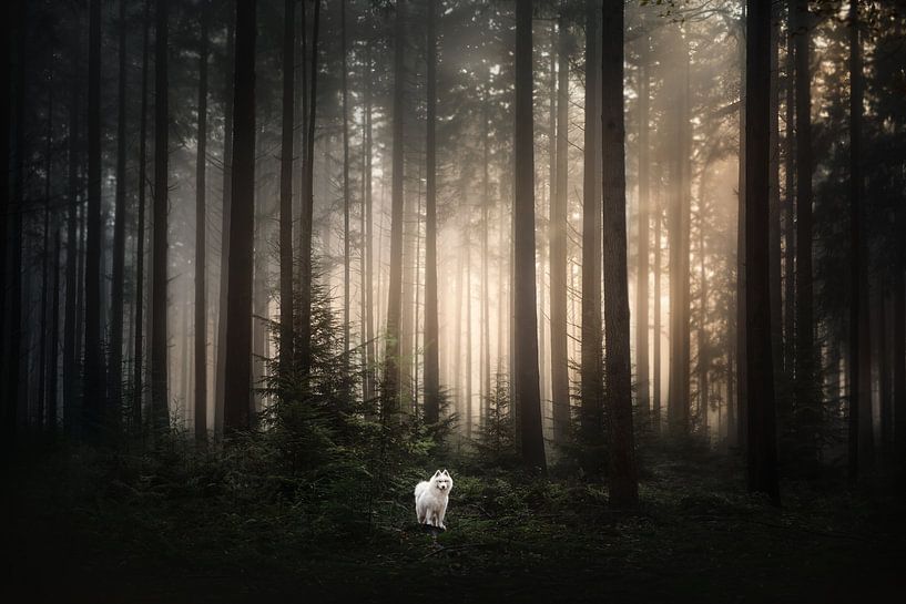 Lever de soleil brumeux par Nanuq Dog Photography