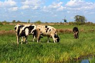 Koeien in het veld van Stephan Neven thumbnail