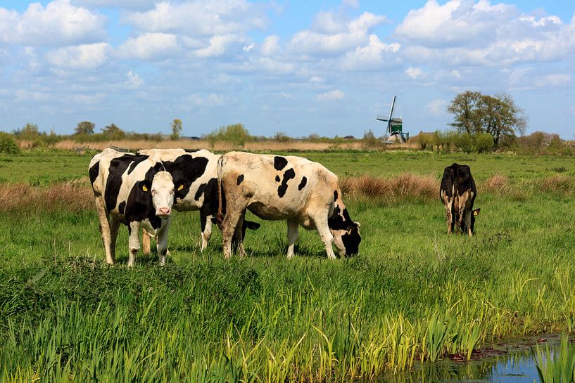 Koeien in het veld van Stephan Neven