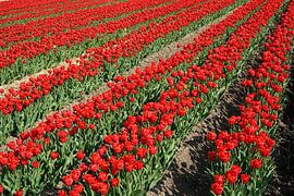 blühende Tulpen im Frühjahr von Heiko Kueverling