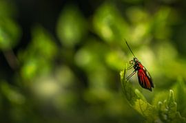 Een momentje in de zon van Klaas Fidom